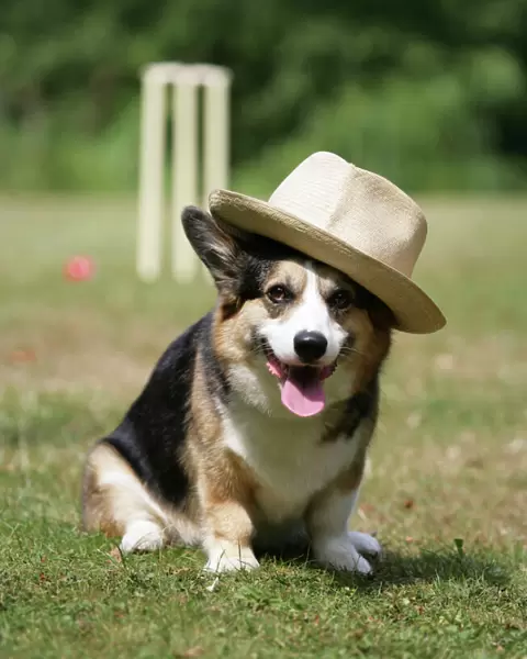 Corgi wearing hat in front of cricket stumps