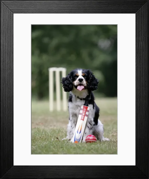 Framed Print : Cavalier King Charles spaniel with cricket bat and ball Framed Print : Cavalier King Charles spaniel with cricket bat and ball