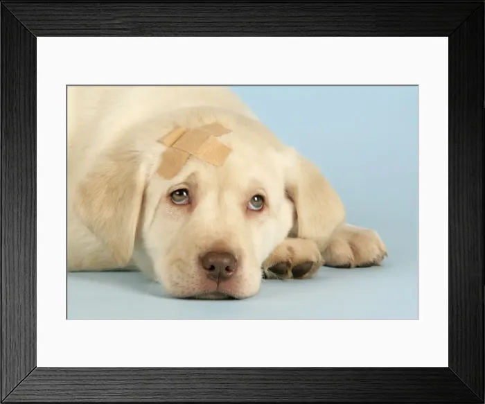 Framed Print : Dog - Labrador puppy with a plaster on head Framed Print : Dog - Labrador puppy with a plaster on head