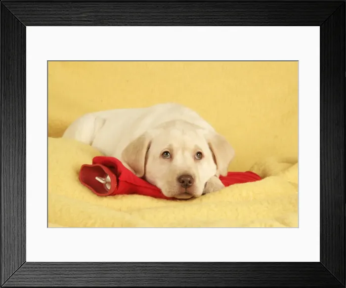 Framed Print : Dog - Labrador puppy on hotwater bottle Framed Print : Dog - Labrador puppy on hotwater bottle