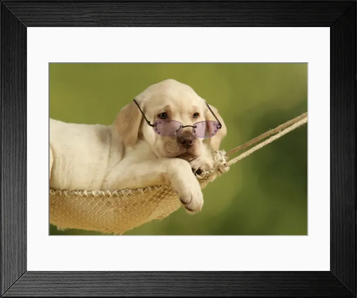 Framed Print : Dog - Labrador puppy in hammock with sunglasses Framed Print : Dog - Labrador puppy in hammock with sunglasses