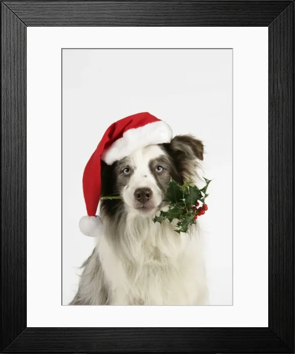 Framed Print : Dog with christmas hat holding holly in mouth Framed Print : Dog with christmas hat holding holly in mouth