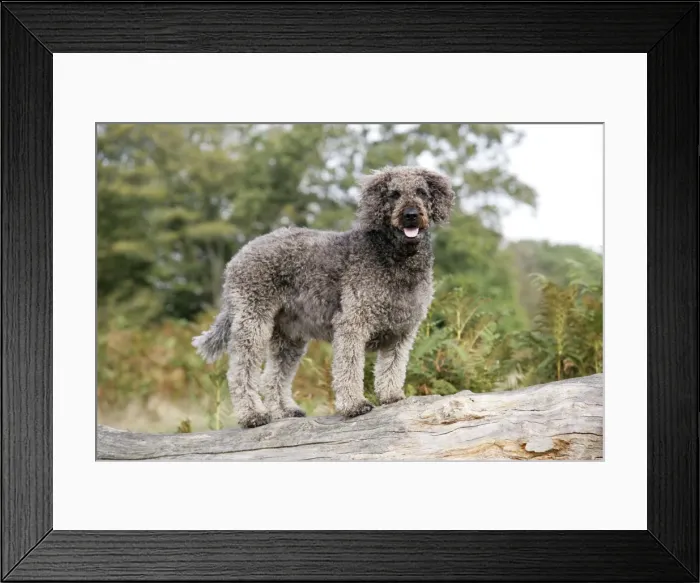 Framed Print : Dog - Labradoodle Framed Print : Dog - Labradoodle