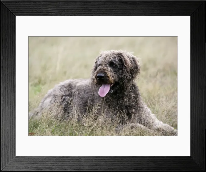 Framed Print : Dog - Labradoodle Framed Print : Dog - Labradoodle