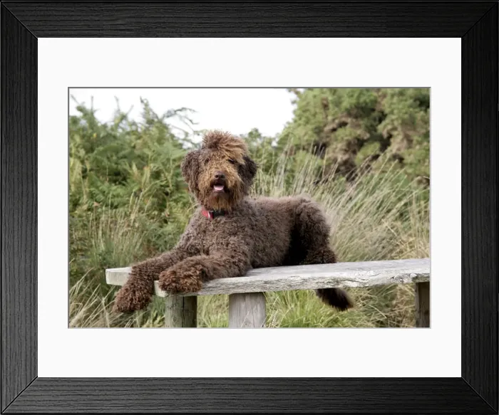 Framed Print : Brown labradoodle laying on table Framed Print : Brown labradoodle laying on table