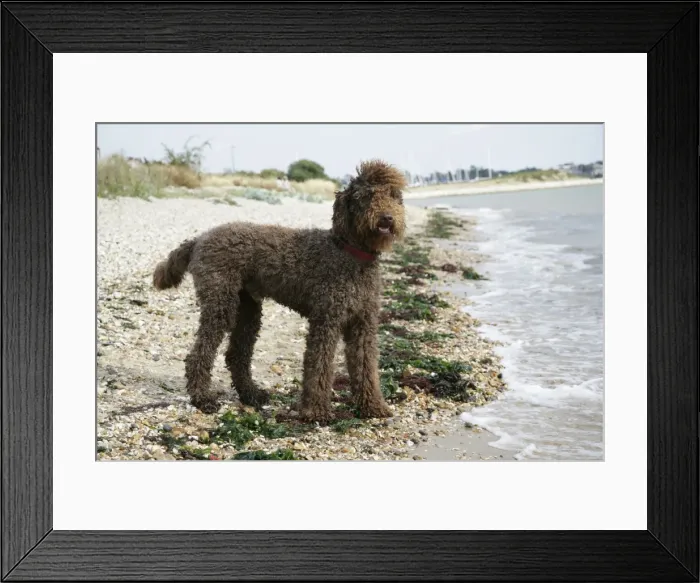 Framed Print : Brown labradoodle standing on beach Framed Print : Brown labradoodle standing on beach
