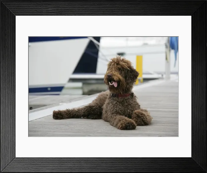 Framed Print : Brown labradoodle lying on dock
