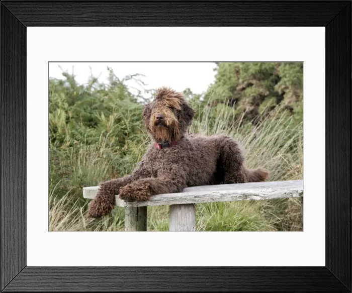 Framed Print : Brown labradoodle lying on table Framed Print : Brown labradoodle lying on table