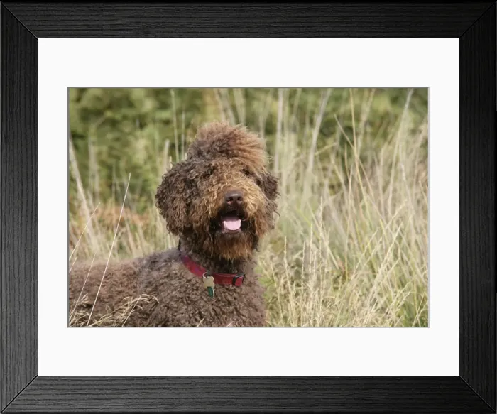 Framed Print : Brown labradoodle in field Framed Print : Brown labradoodle in field