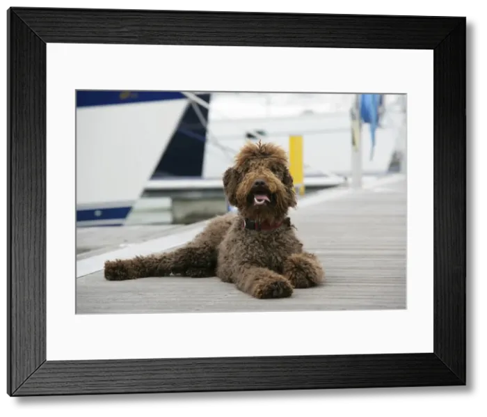 Framed Print : Brown labradoodle lying at dock Framed Print : Brown labradoodle lying at dock
