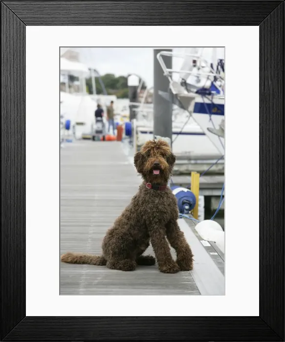 Framed Print : Brown labradoodle sitting at dock Framed Print : Brown labradoodle sitting at dock