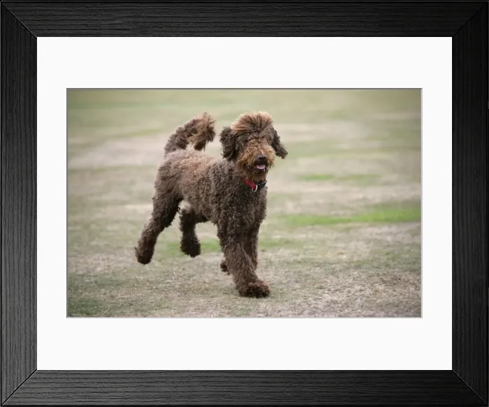 Framed Print : Chocolate labradoodle running in field Framed Print : Chocolate labradoodle running in field