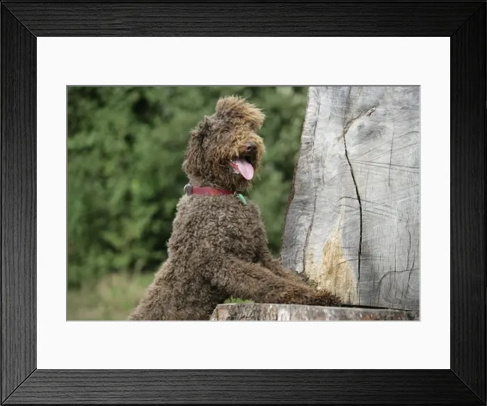 Framed Print : Brown labradoodle with front paws on tree stump