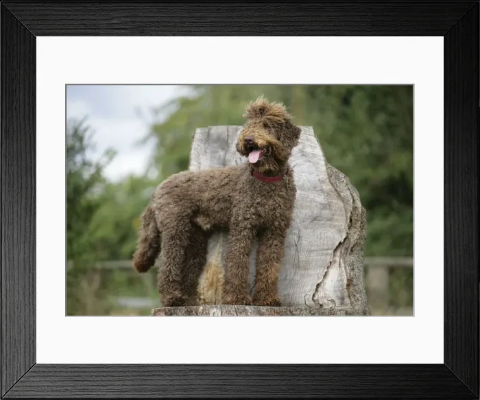 Framed Print : Brown labradoodle standing on tree stump Framed Print : Brown labradoodle standing on tree stump
