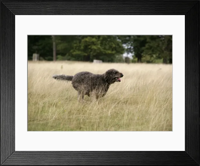 Framed Print : Chocolate labradoodle running in field Framed Print : Chocolate labradoodle running in field