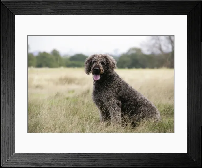 Framed Print : Chocolate labradoodle sitting in field Framed Print : Chocolate labradoodle sitting in field