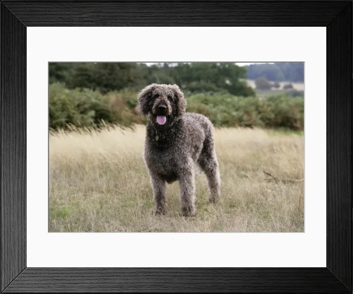 Framed Print : Chocolate labradoodle standing in field