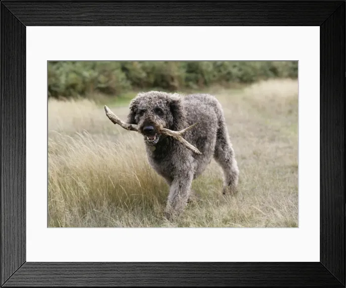 Framed Print : Chocolate labradoodle - carrying stick Framed Print : Chocolate labradoodle - carrying stick