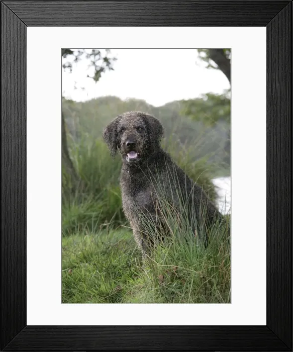 Framed Print : Dog - Labradoodle Framed Print : Dog - Labradoodle