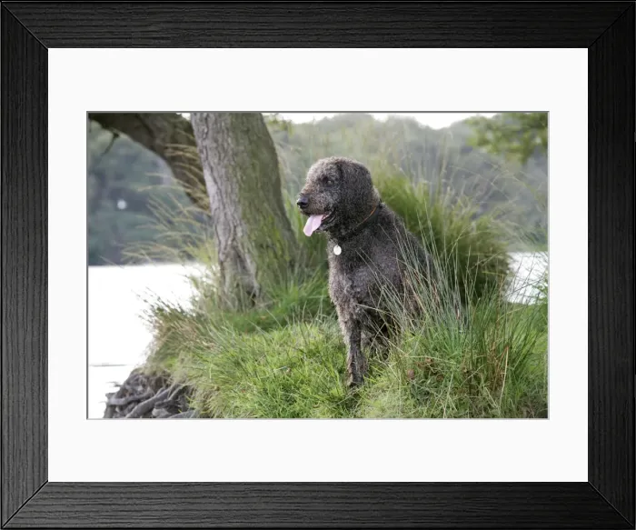 Framed Print : Dog - Labradoodle sitting by water Framed Print : Dog - Labradoodle sitting by water