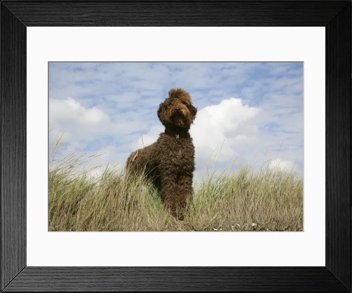 Framed Print : Brown labradoodle standing in field Framed Print : Brown labradoodle standing in field