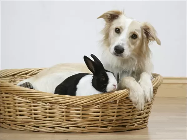 Collie cross dog & dutch rabbit - resting in basket