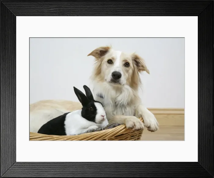 Framed Print : Collie cross dog & dutch rabbit - resting in basket Framed Print : Collie cross dog & dutch rabbit - resting in basket