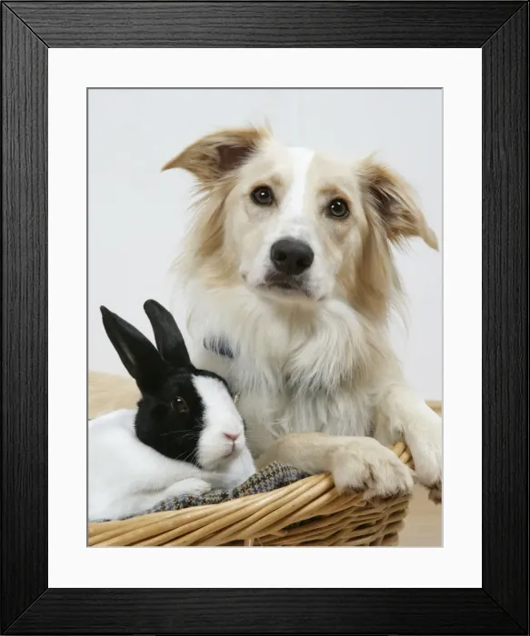 Framed Print : Collie cross dog & dutch rabbit - resting in basket Framed Print : Collie cross dog & dutch rabbit - resting in basket
