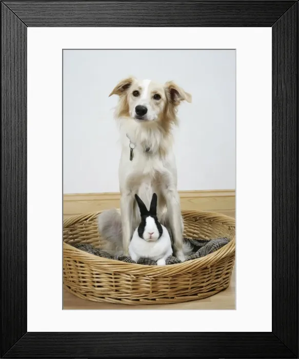 Framed Print : Collie cross dog & dutch rabbit - resting in basket Framed Print : Collie cross dog & dutch rabbit - resting in basket