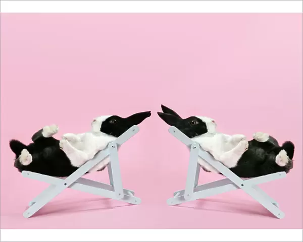 Two Dutch rabbits relaxing in deckchairs