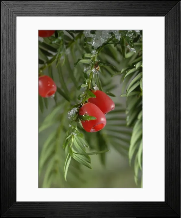 Framed Print : Yew with berries Framed Print : Yew with berries