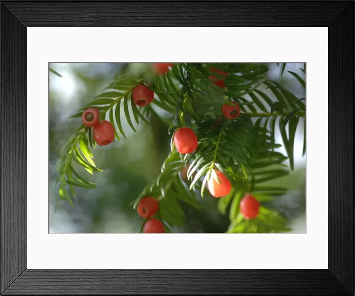 Framed Print : Yew with berries Framed Print : Yew with berries