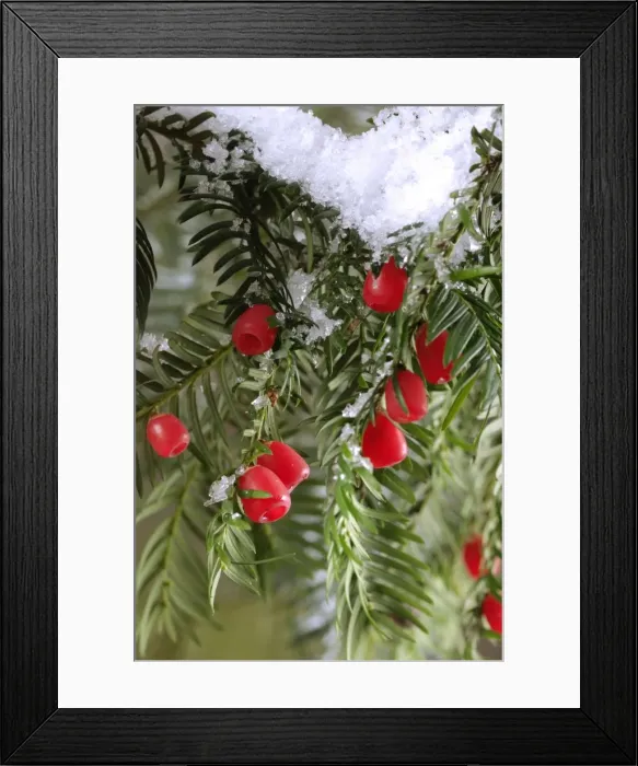 Framed Print : Yew with berries Framed Print : Yew with berries