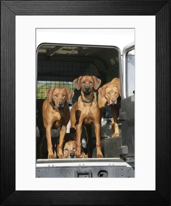 Framed Print : Rhodesian Ridgeback dogs in a Landrover Framed Print : Rhodesian Ridgeback dogs in a Landrover