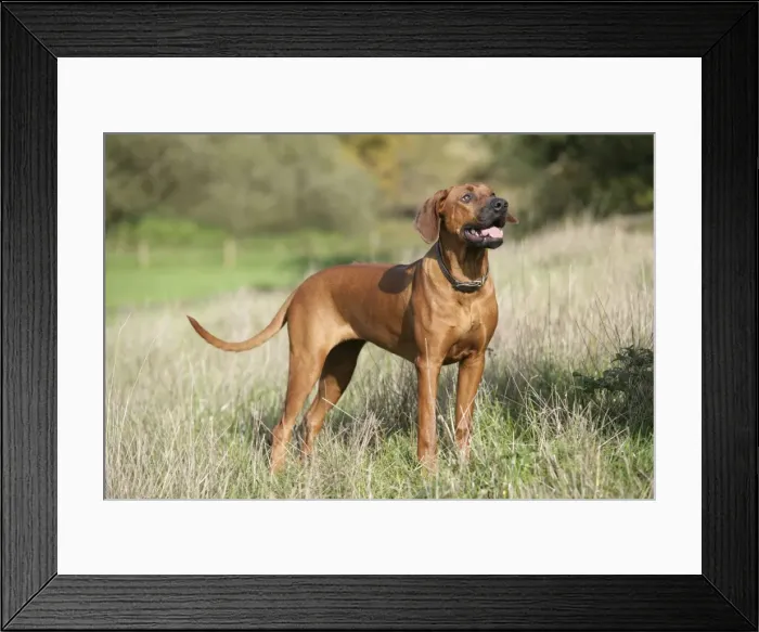 Framed Print : Rhodesian Ridgeback dog Framed Print : Rhodesian Ridgeback dog