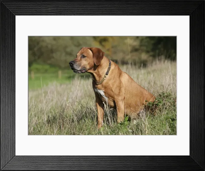 Framed Print : Rhodesian Ridgeback dog Framed Print : Rhodesian Ridgeback dog