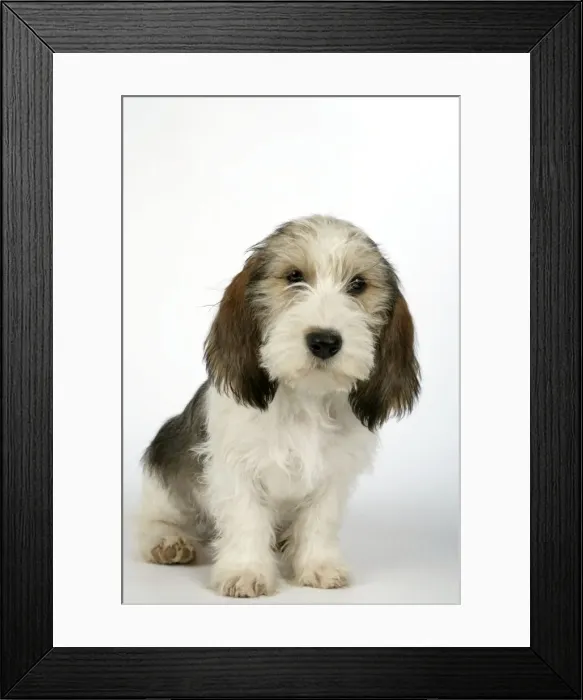 Framed Print : Dog - Petit Basset Griffon Vendeen puppy - 4 months old Framed Print : Dog - Petit Basset Griffon Vendeen puppy - 4 months old