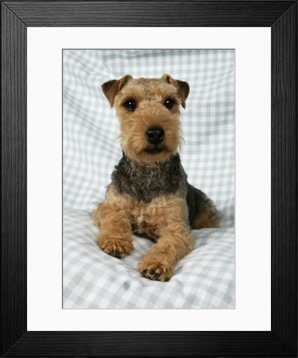 Framed Print : Dog - Lakeland Terrier on blue and white checked material