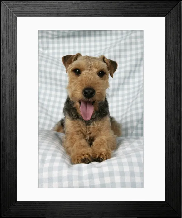 Framed Print : Dog - Lakeland Terrier with tongue sticking out panting, on blue and white checked material Framed Print : Dog - Lakeland Terrier with tongue sticking out panting, on blue and white checked material