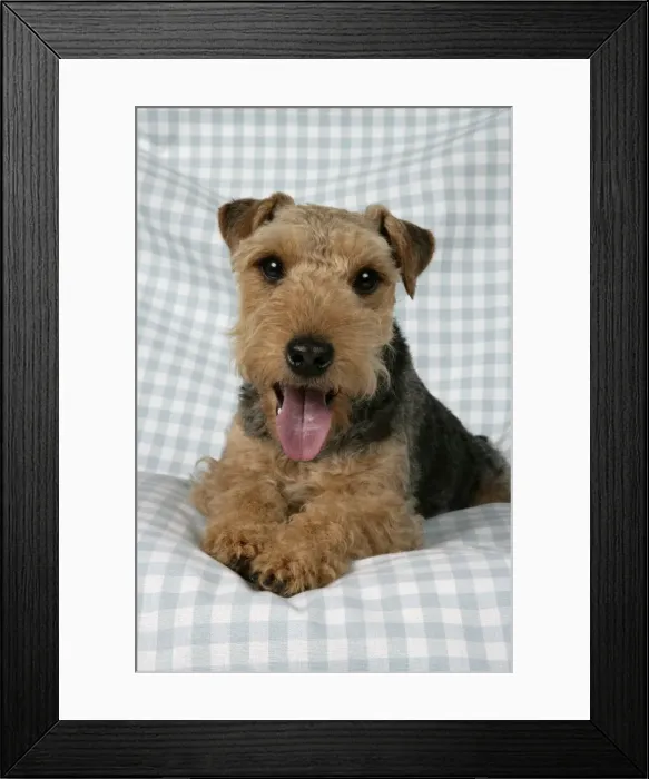 Framed Print : Dog - Lakeland Terrier with tongue sticking out panting on blue and white checked material Framed Print : Dog - Lakeland Terrier with tongue sticking out panting on blue and white checked material