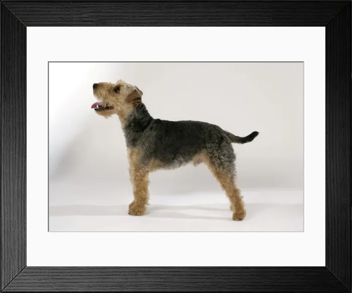 Framed Print : Dog - Lakeland Terrier standing up panting Framed Print : Dog - Lakeland Terrier standing up panting