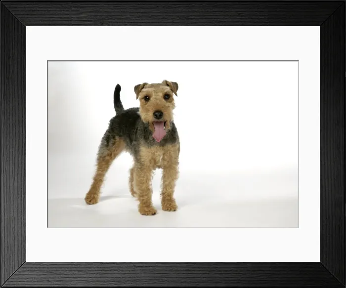 Framed Print : Dog - Lakeland Terrier standing up panting Framed Print : Dog - Lakeland Terrier standing up panting