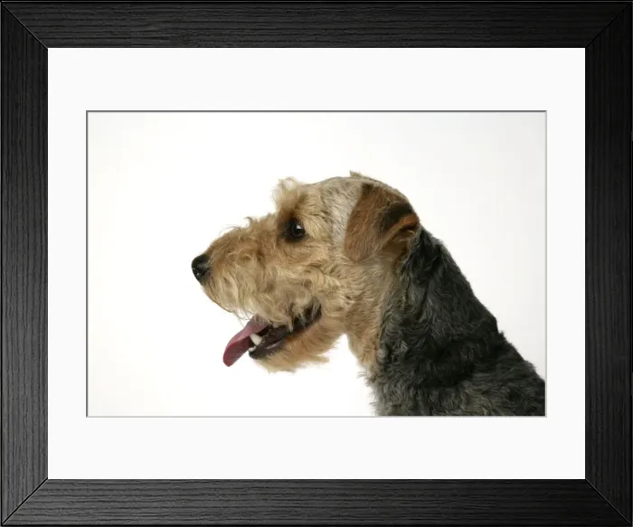 Framed Print : Dog - Lakeland Terrier with mouth open Framed Print : Dog - Lakeland Terrier with mouth open
