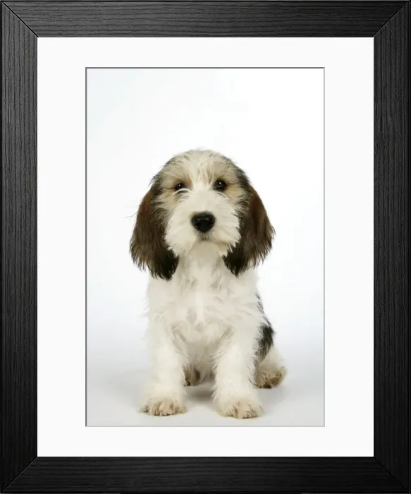 Framed Print : Dog - Petit Basset Griffon Vendeen puppy - 4 months old Framed Print : Dog - Petit Basset Griffon Vendeen puppy - 4 months old