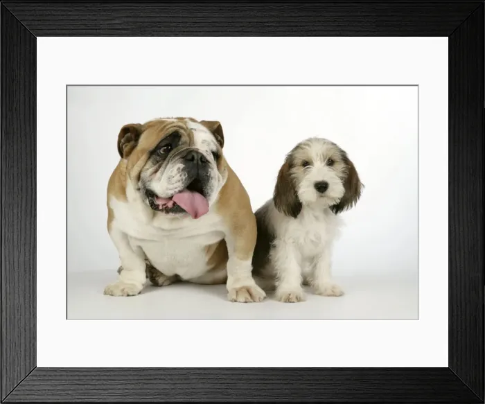 Framed Print : Dog - Petit Basset Griffon Vendeen puppy - 4 months old with Bulldog Framed Print : Dog - Petit Basset Griffon Vendeen puppy - 4 months old with Bulldog