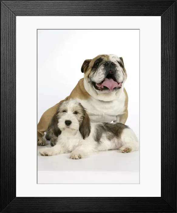 Framed Print : Dog - Petit Basset Griffon Vendeen puppy - 4 months old with Bulldog Framed Print : Dog - Petit Basset Griffon Vendeen puppy - 4 months old with Bulldog