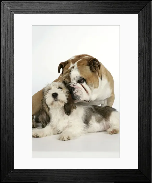 Framed Print : Dog - Petit Basset Griffon Vendeen puppy - 4 months old with Bulldog Framed Print : Dog - Petit Basset Griffon Vendeen puppy - 4 months old with Bulldog