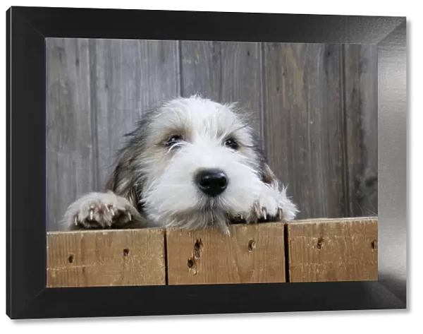 Dog - Petit Basset Griffon Vendeen puppy - 4 months old looking over fence