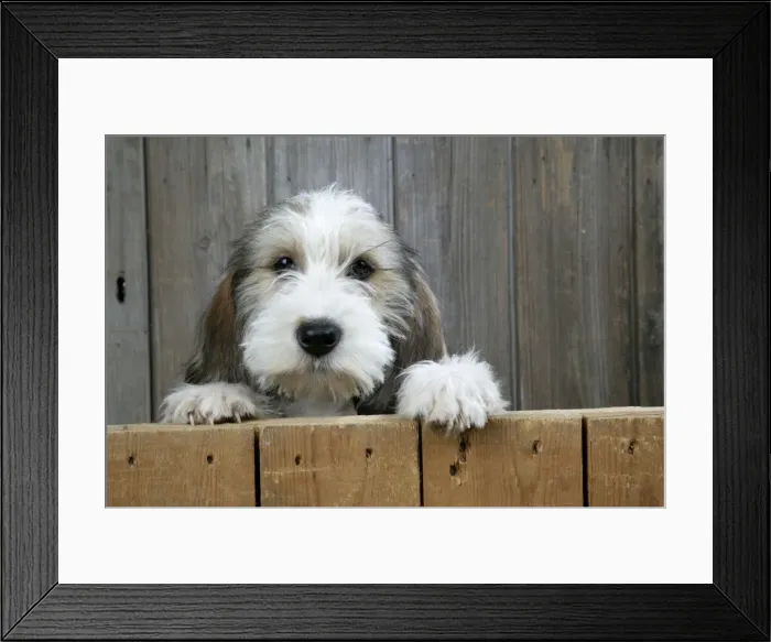 Framed Print : Dog - Petit Basset Griffon Vendeen puppy - 4 months old looking over fence Framed Print : Dog - Petit Basset Griffon Vendeen puppy - 4 months old looking over fence