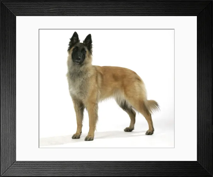 Framed Print : Belgian Shepherd Dog - Tervuren